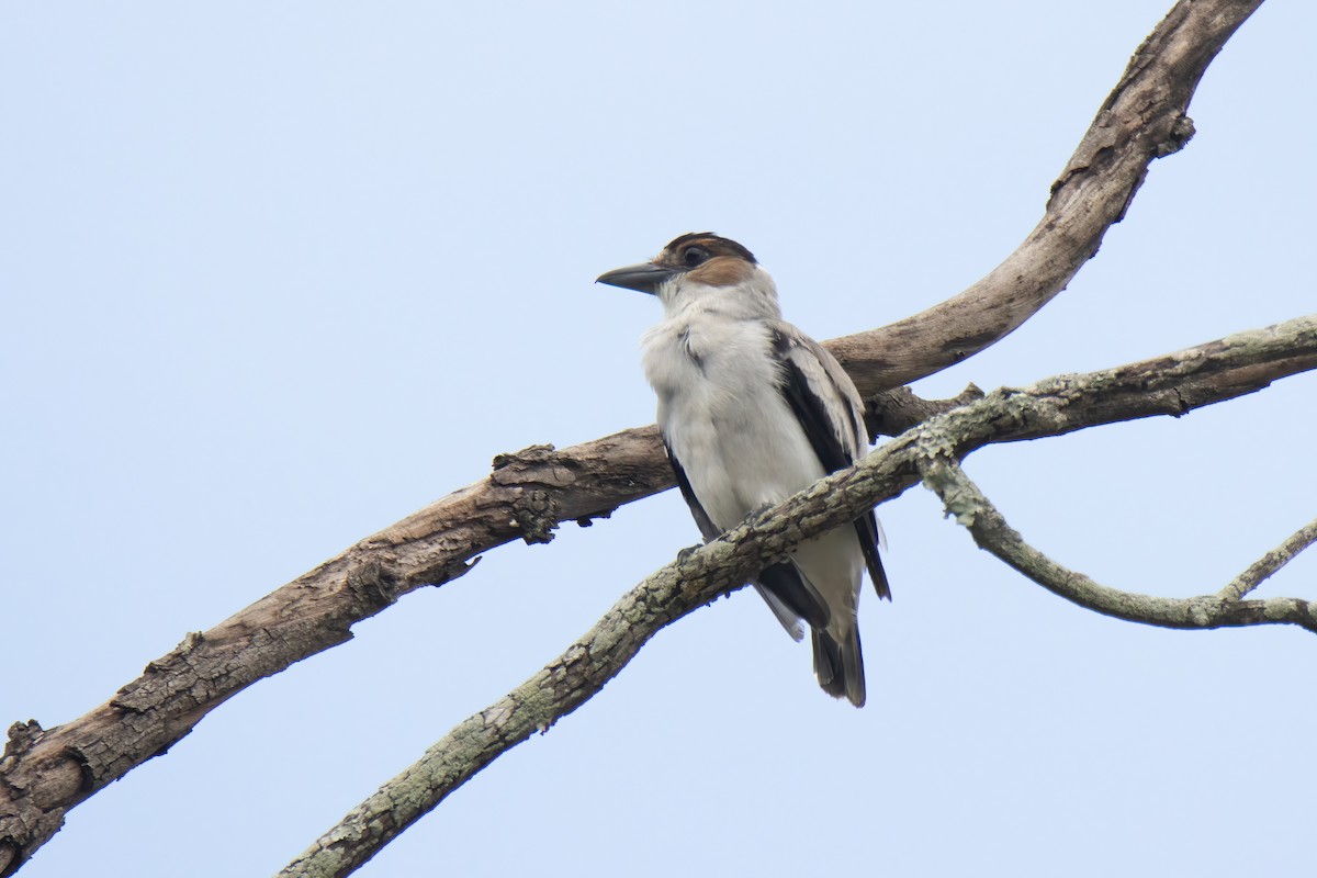 Black-crowned Tityra - ML622796546