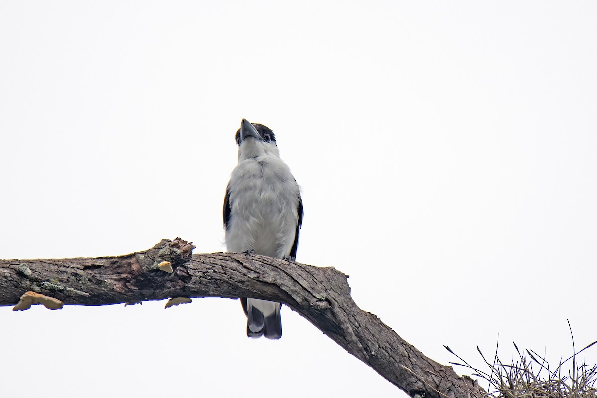 Black-crowned Tityra - ML622796547