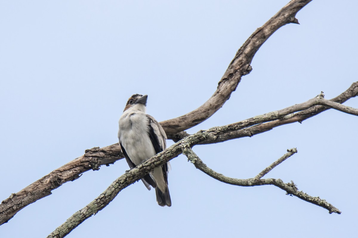 Black-crowned Tityra - ML622796548