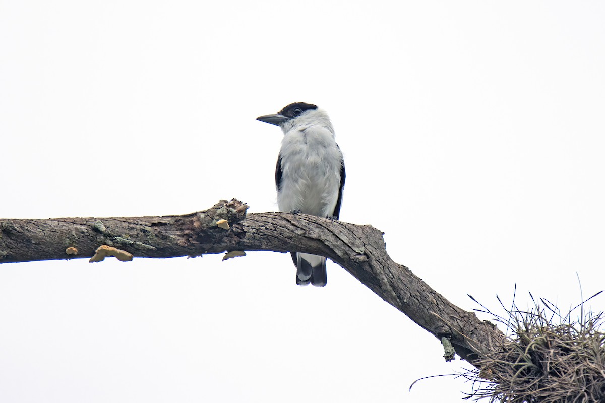 Black-crowned Tityra - ML622796549