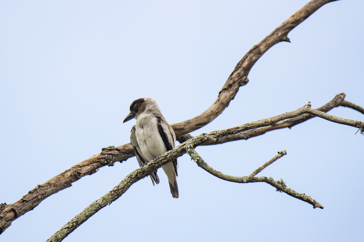 Black-crowned Tityra - ML622796550