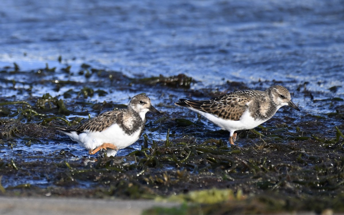 Ruddy Turnstone - ML622796569