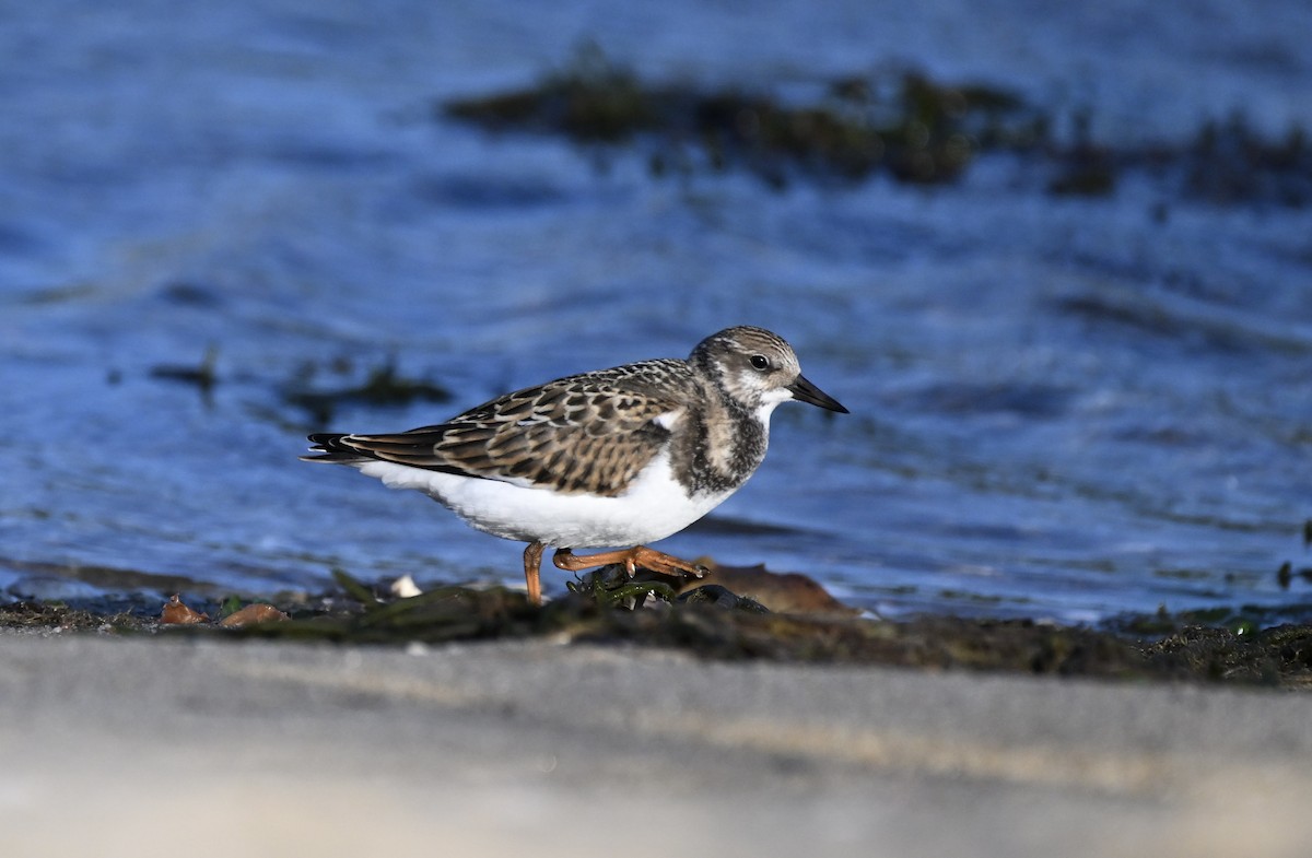 Ruddy Turnstone - ML622796572