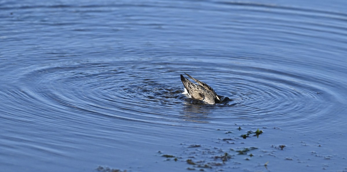 Semipalmated Sandpiper - ML622796580