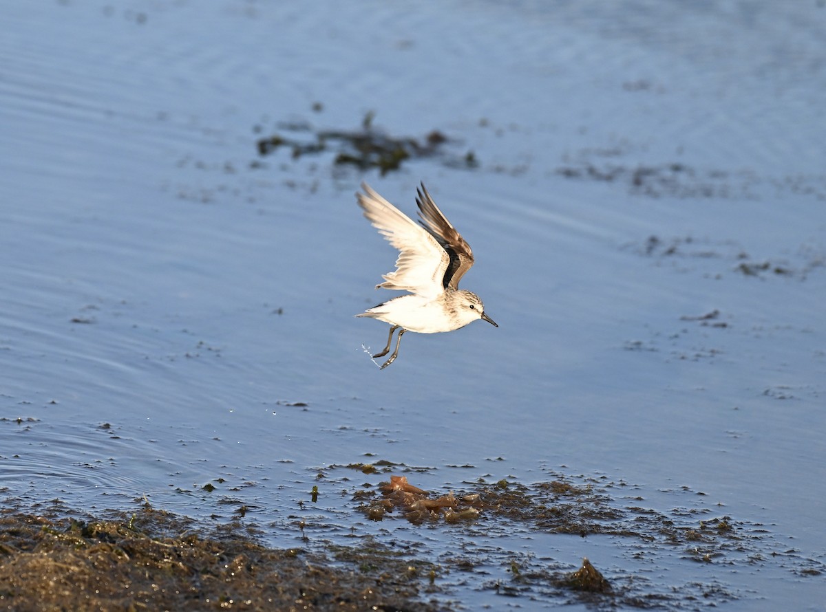 Semipalmated Sandpiper - ML622796581