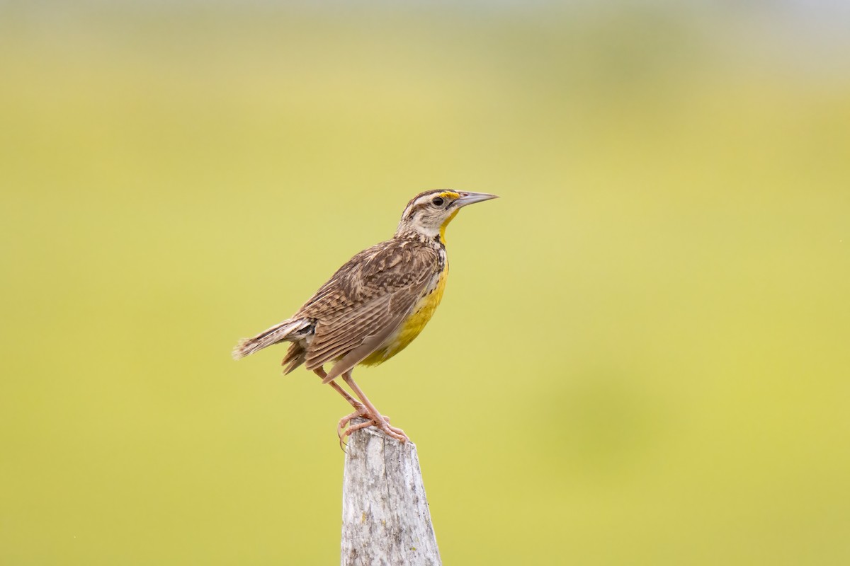 Eastern Meadowlark - ML622796601