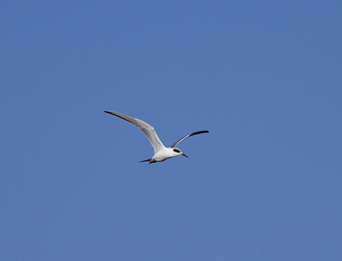 Forster's Tern - ML622796605