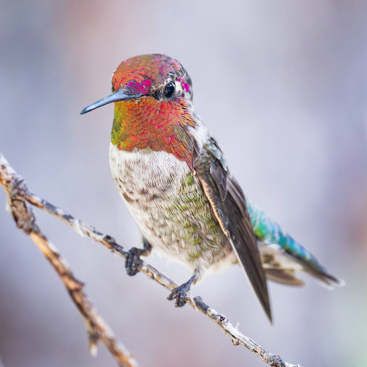 Anna's Hummingbird - Mike Cameron
