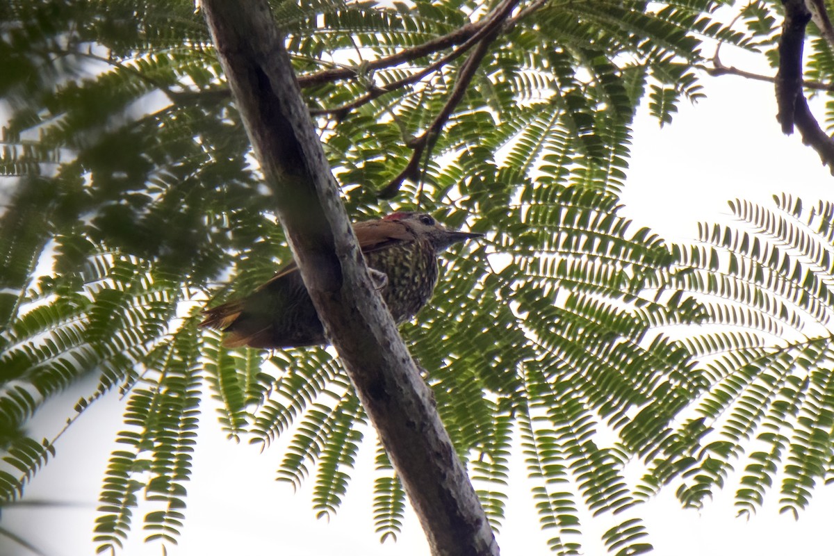 Golden-olive Woodpecker (Bronze-winged) - Janet Stevens