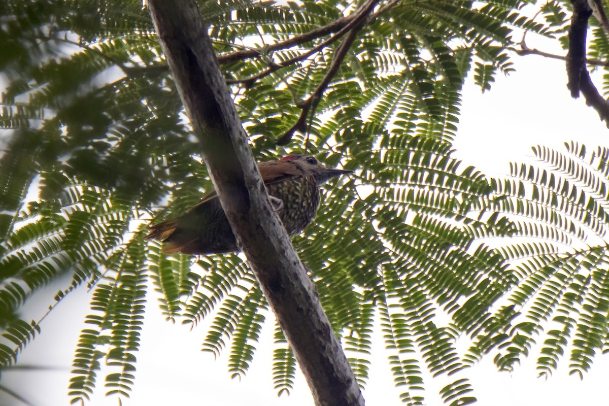 Golden-olive Woodpecker (Bronze-winged) - ML622796660