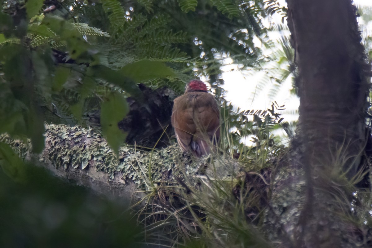 Golden-olive Woodpecker (Bronze-winged) - ML622796662