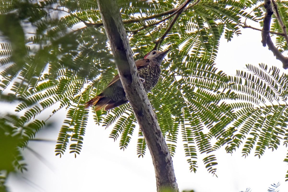 Golden-olive Woodpecker (Bronze-winged) - ML622796663