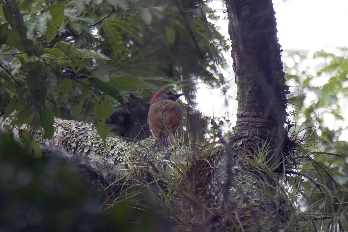 Golden-olive Woodpecker (Bronze-winged) - ML622796665