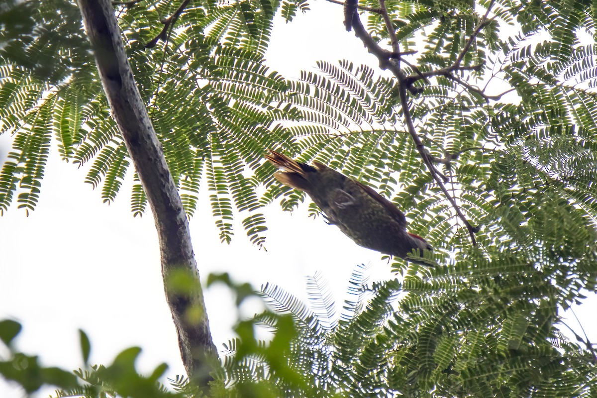 Golden-olive Woodpecker (Bronze-winged) - Janet Stevens