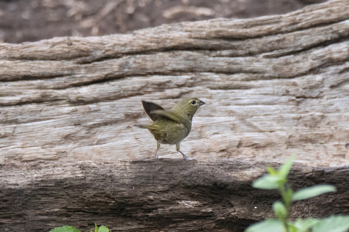 Yellow-faced Grassquit - ML622796682