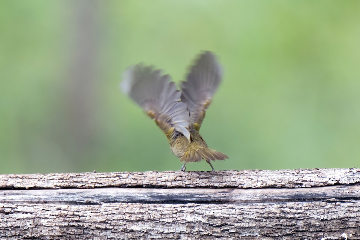 Yellow-faced Grassquit - ML622796683