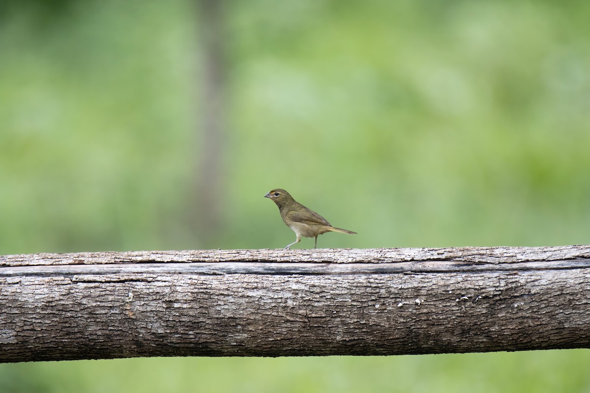 Yellow-faced Grassquit - ML622796685