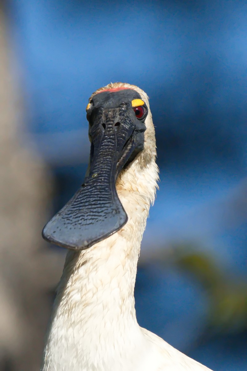Royal Spoonbill - Ed Pierce