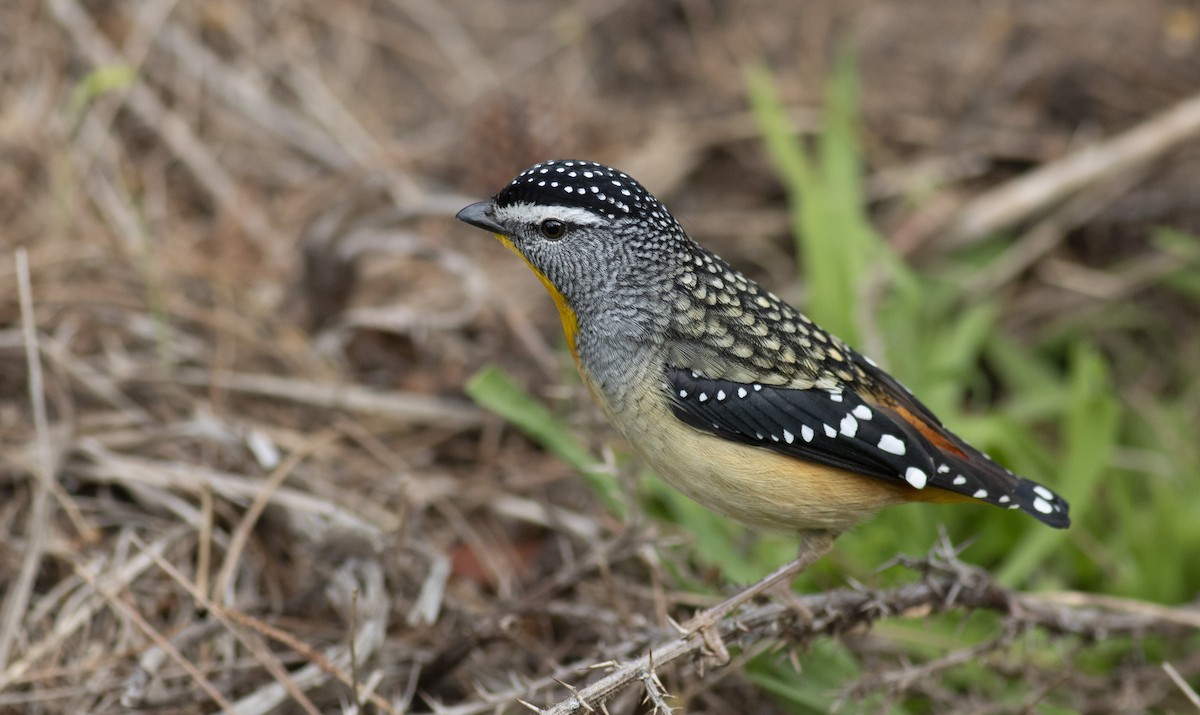 Spotted Pardalote - Jennifer Carr