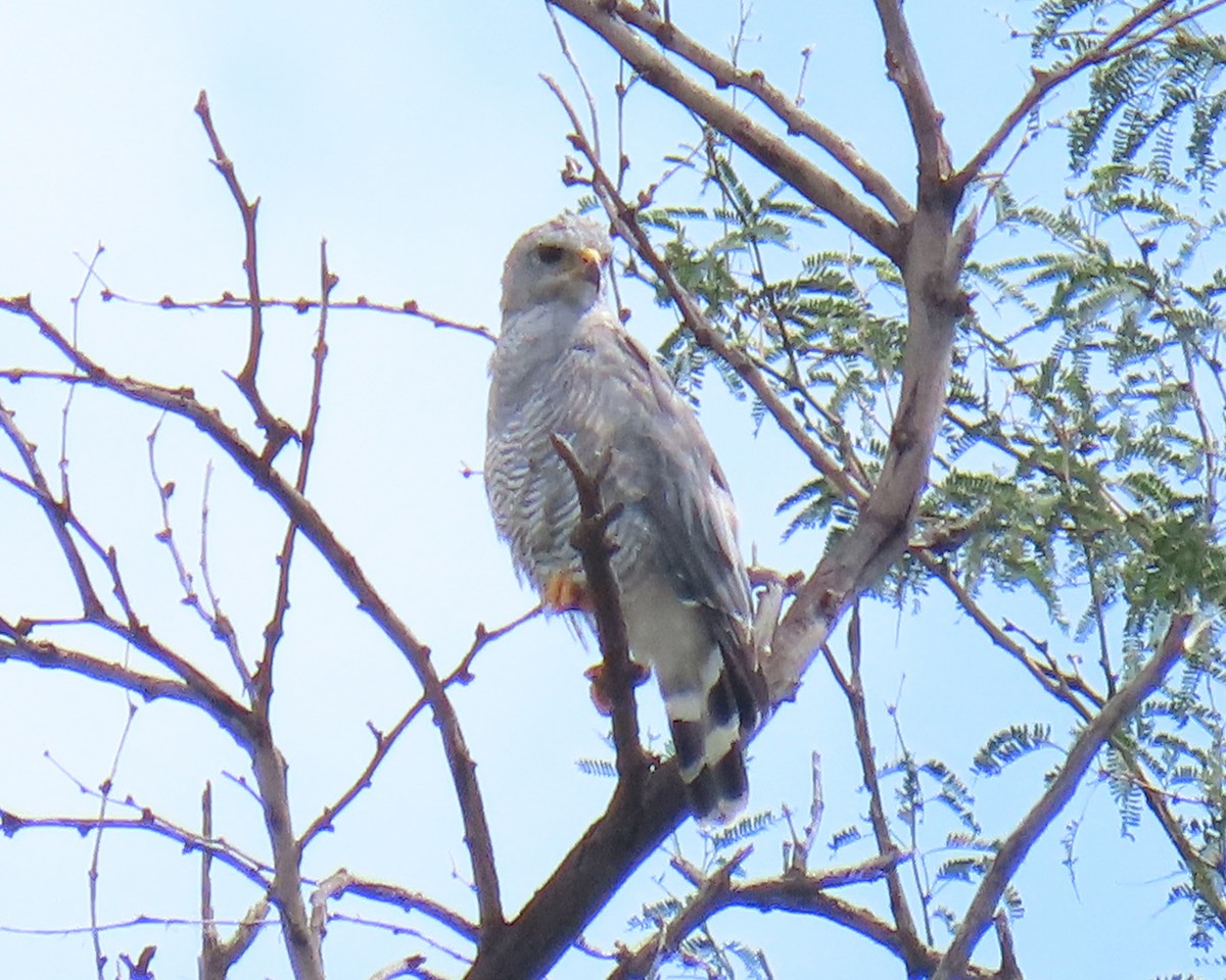 Gray Hawk - Karen Hogan