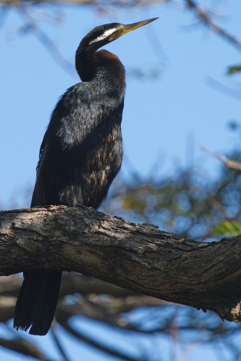 Australasian Darter - Ed Pierce