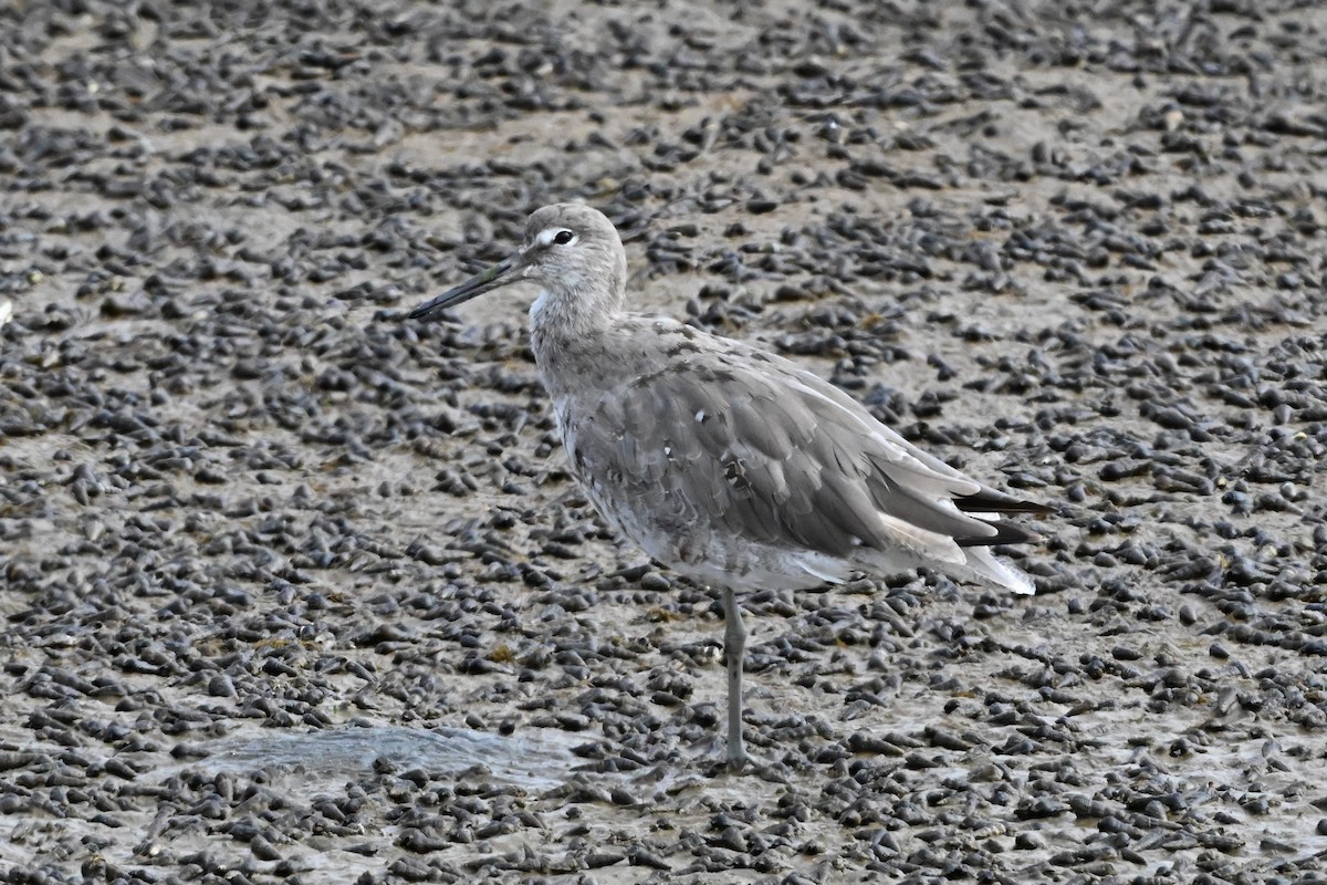 Willet - Ann Kohlhaas