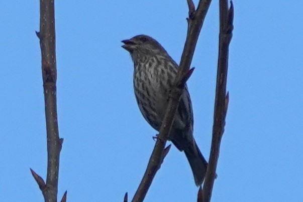 Purple Finch (Western) - ML622796758