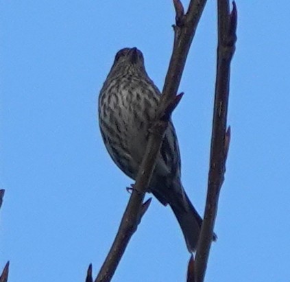 Purple Finch (Western) - ML622796763