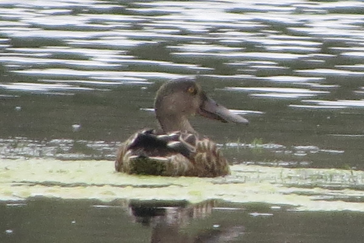 Northern Shoveler - ML622796777