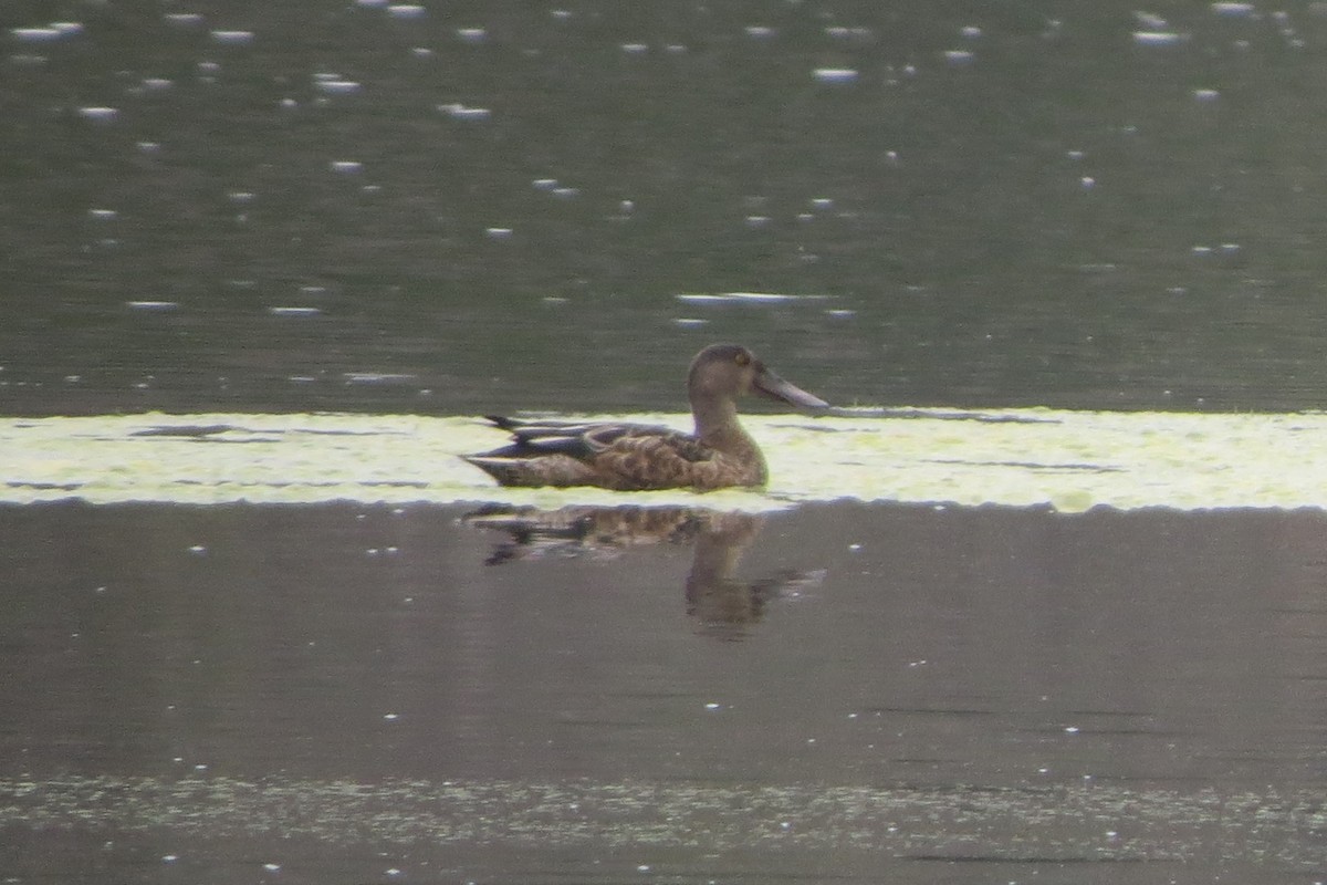 Northern Shoveler - Kathy  Kirk