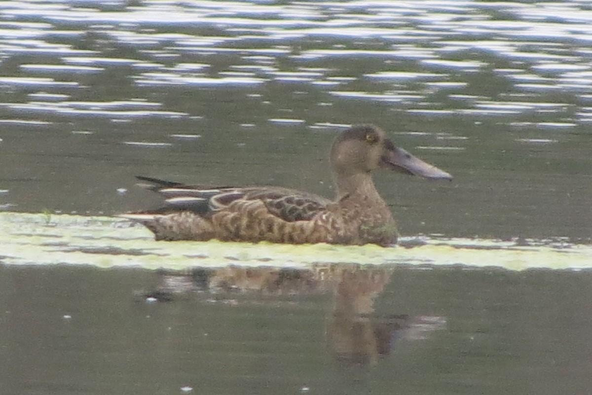 Northern Shoveler - ML622796779