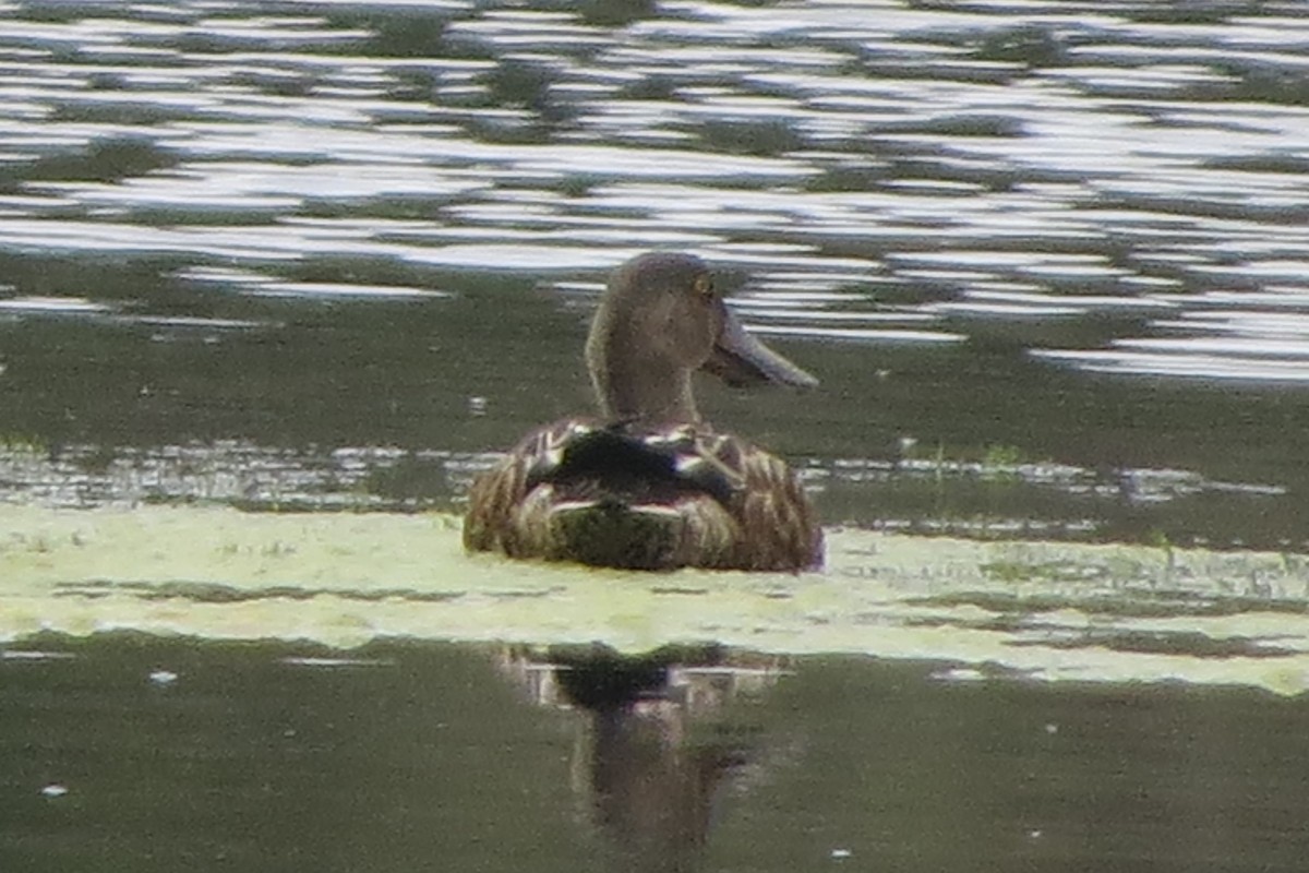 Northern Shoveler - ML622796780