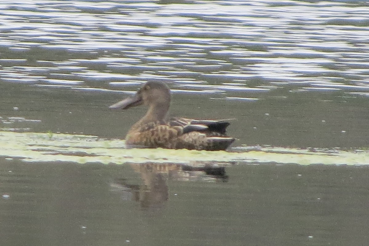 Northern Shoveler - ML622796781