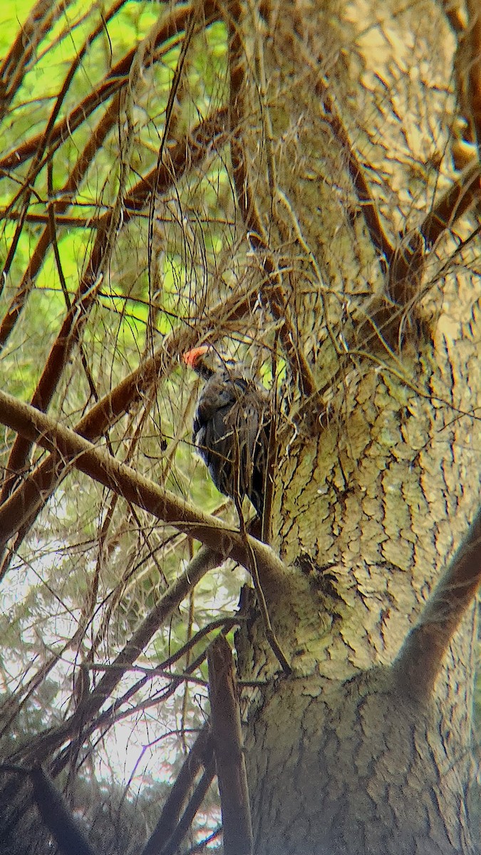 Pileated Woodpecker - Timothy Kwan