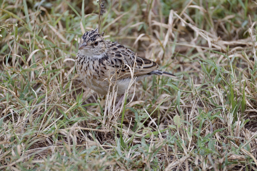 African Pipit - Ted Burkett