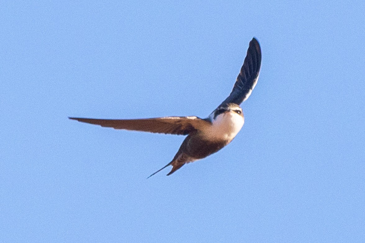 White-backed Swallow - Richard and Margaret Alcorn