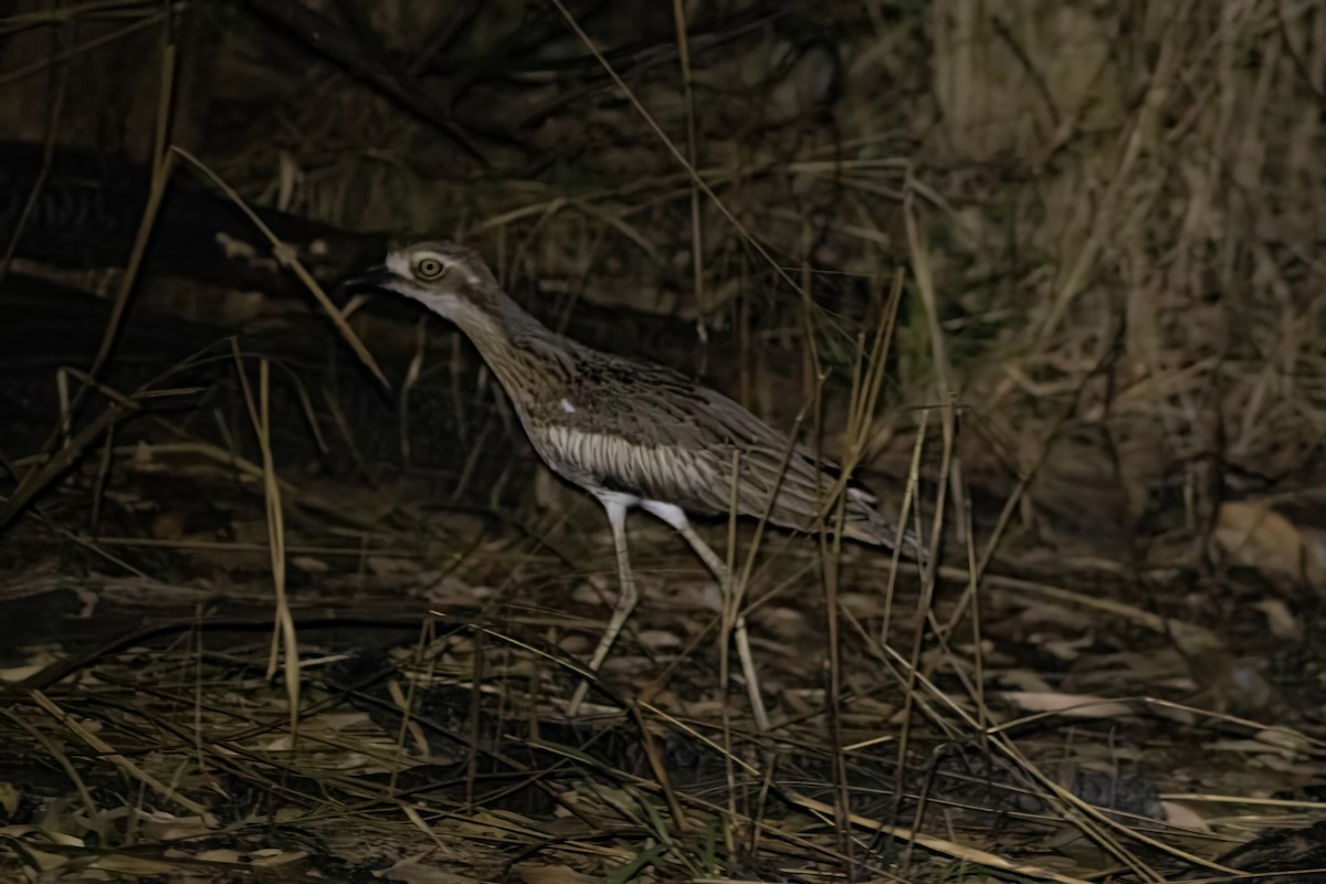 Bush Thick-knee - JK Malkoha