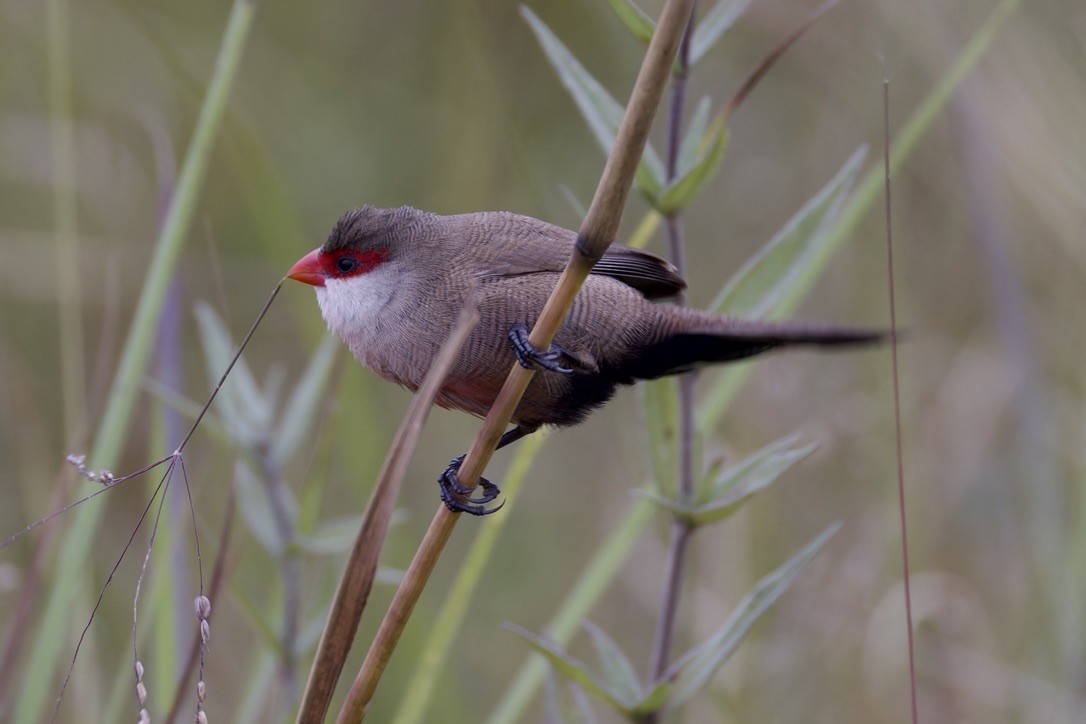 Common Waxbill - Ted Burkett