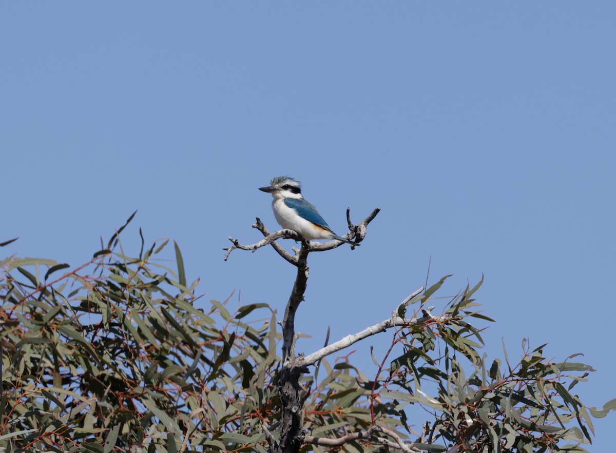 Red-backed Kingfisher - Cheryl McIntyre