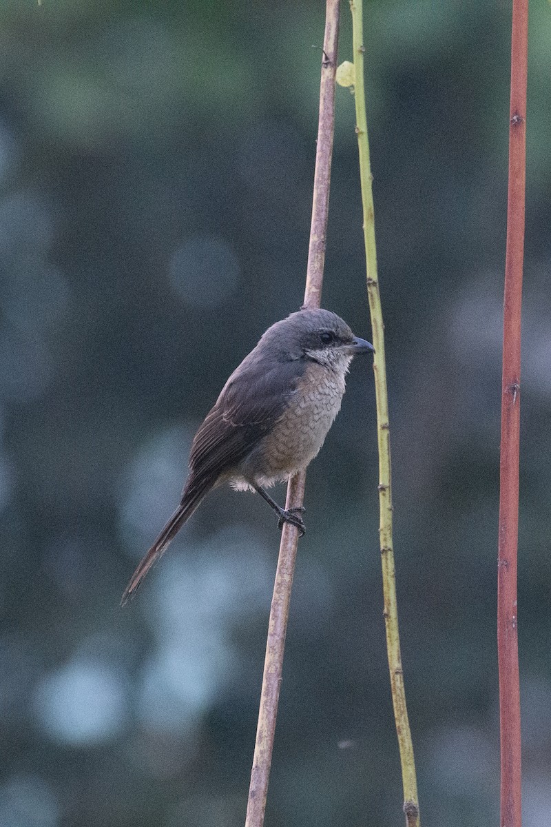 Gray-backed Shrike - ML622796943