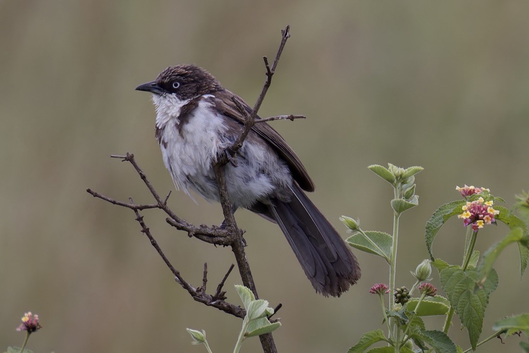 Northern Pied-Babbler - ML622796954