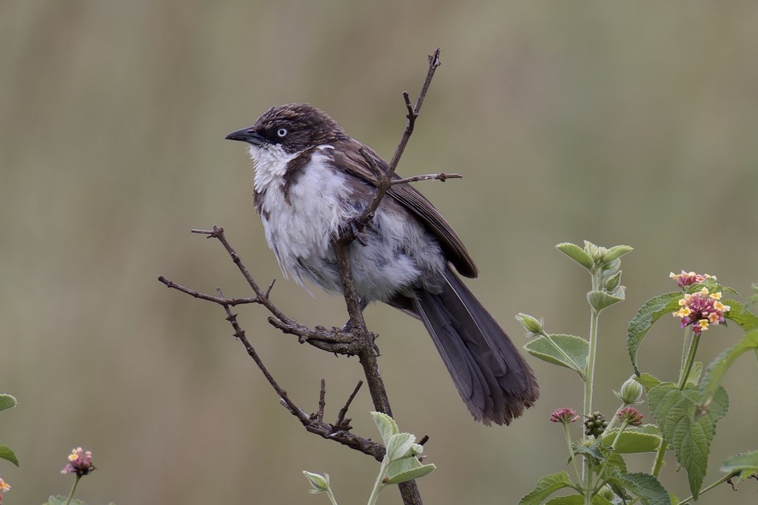 Northern Pied-Babbler - ML622796955