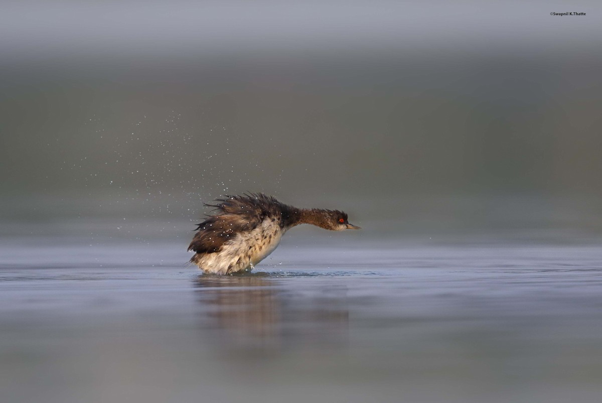 Eared Grebe - ML622797001