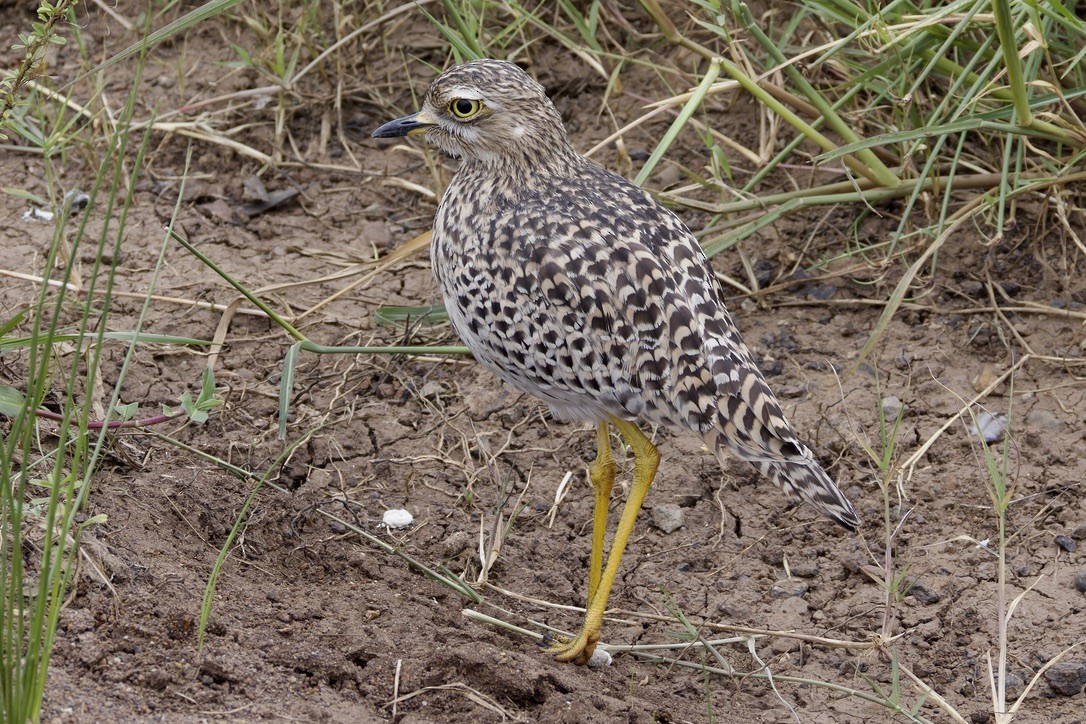 Spotted Thick-knee - Ted Burkett