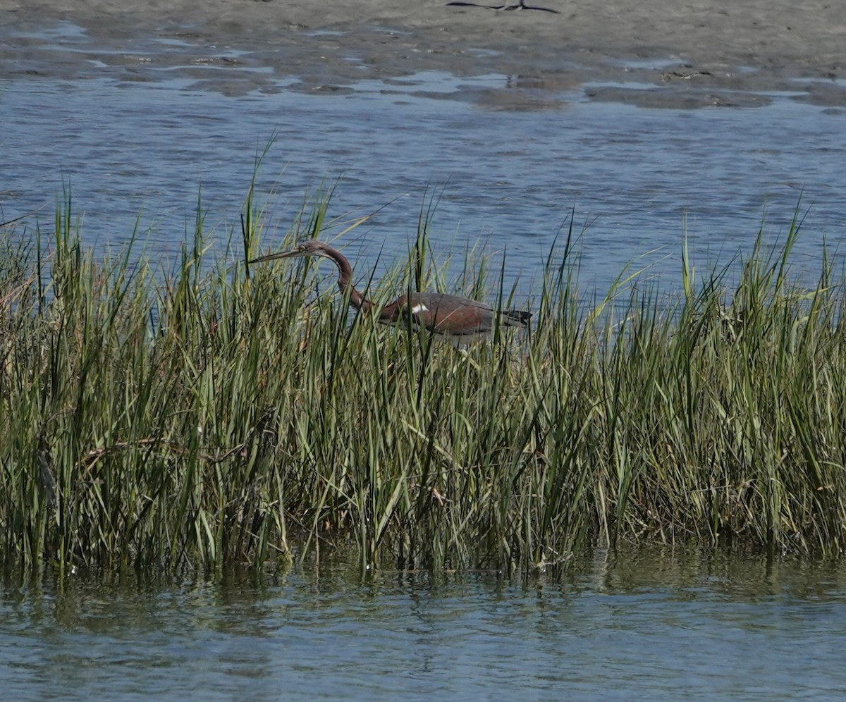 Tricolored Heron - Sylvia Afable