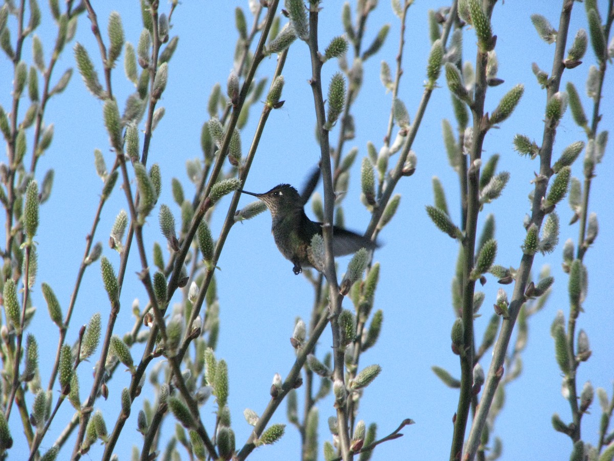 Green-backed Firecrown - Nicolas Vilches