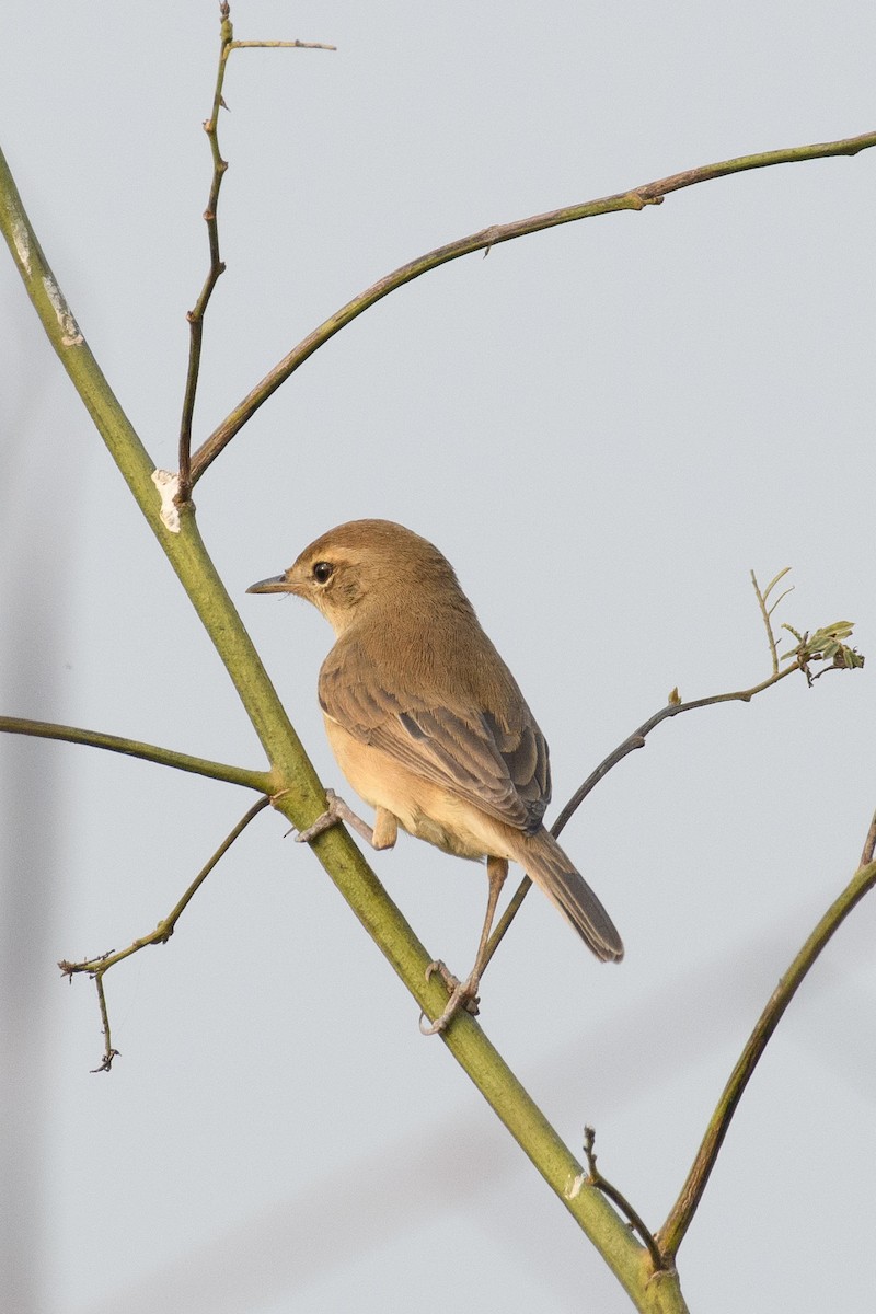 Booted Warbler - Suvadip Kundu