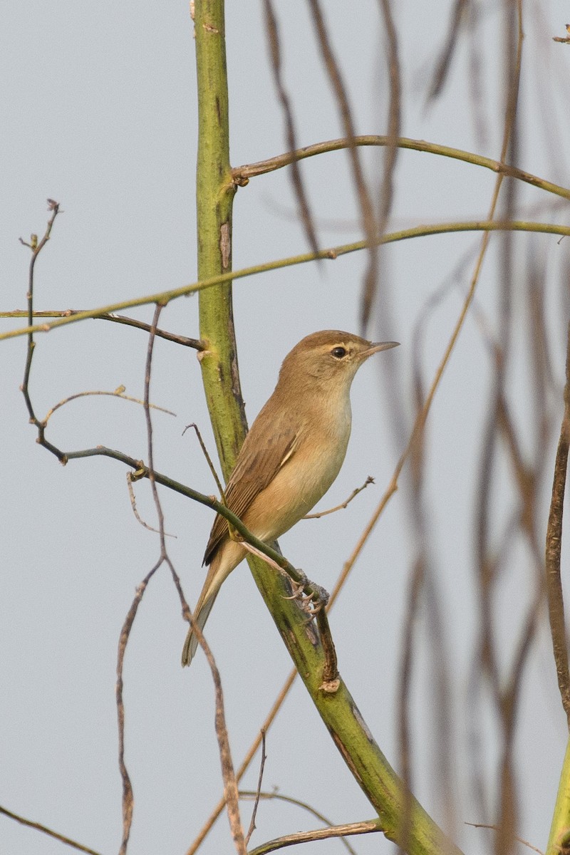 Booted Warbler - Suvadip Kundu