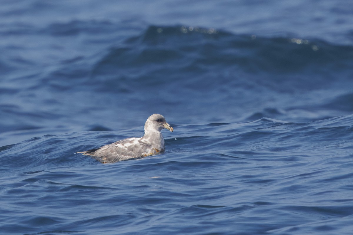 Northern Fulmar - Eugene Scherba