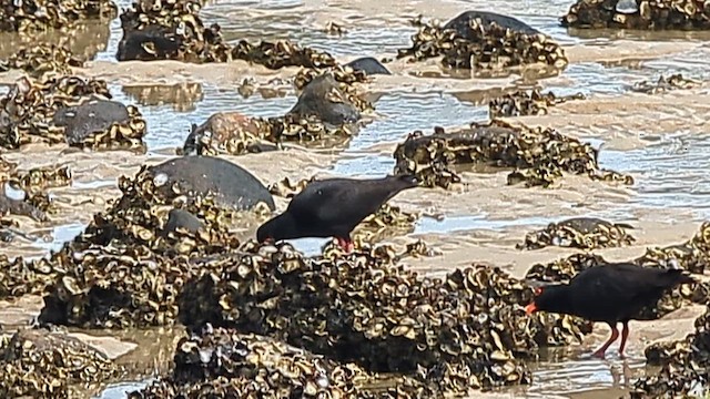 Sooty Oystercatcher - ML622797050